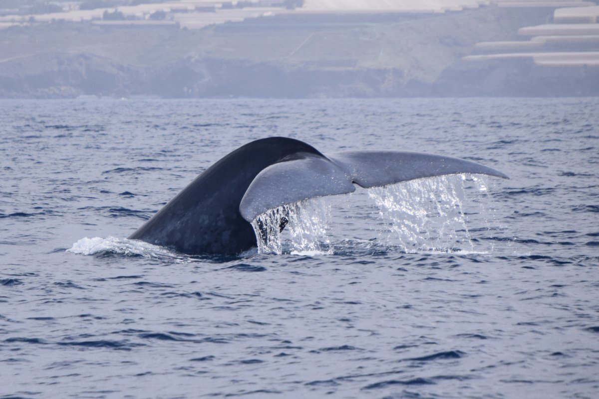  Blue Whales 