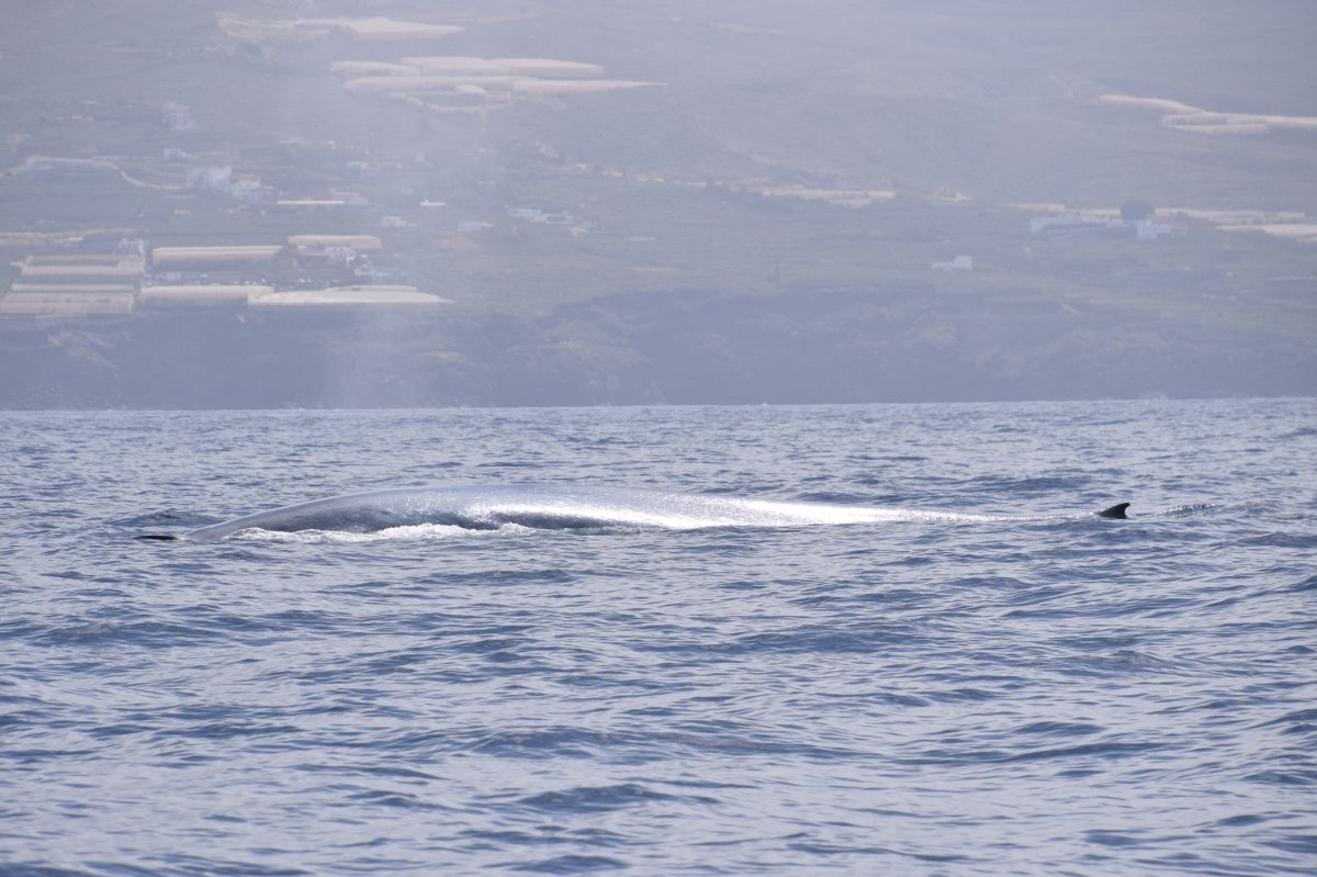 Blue Whale