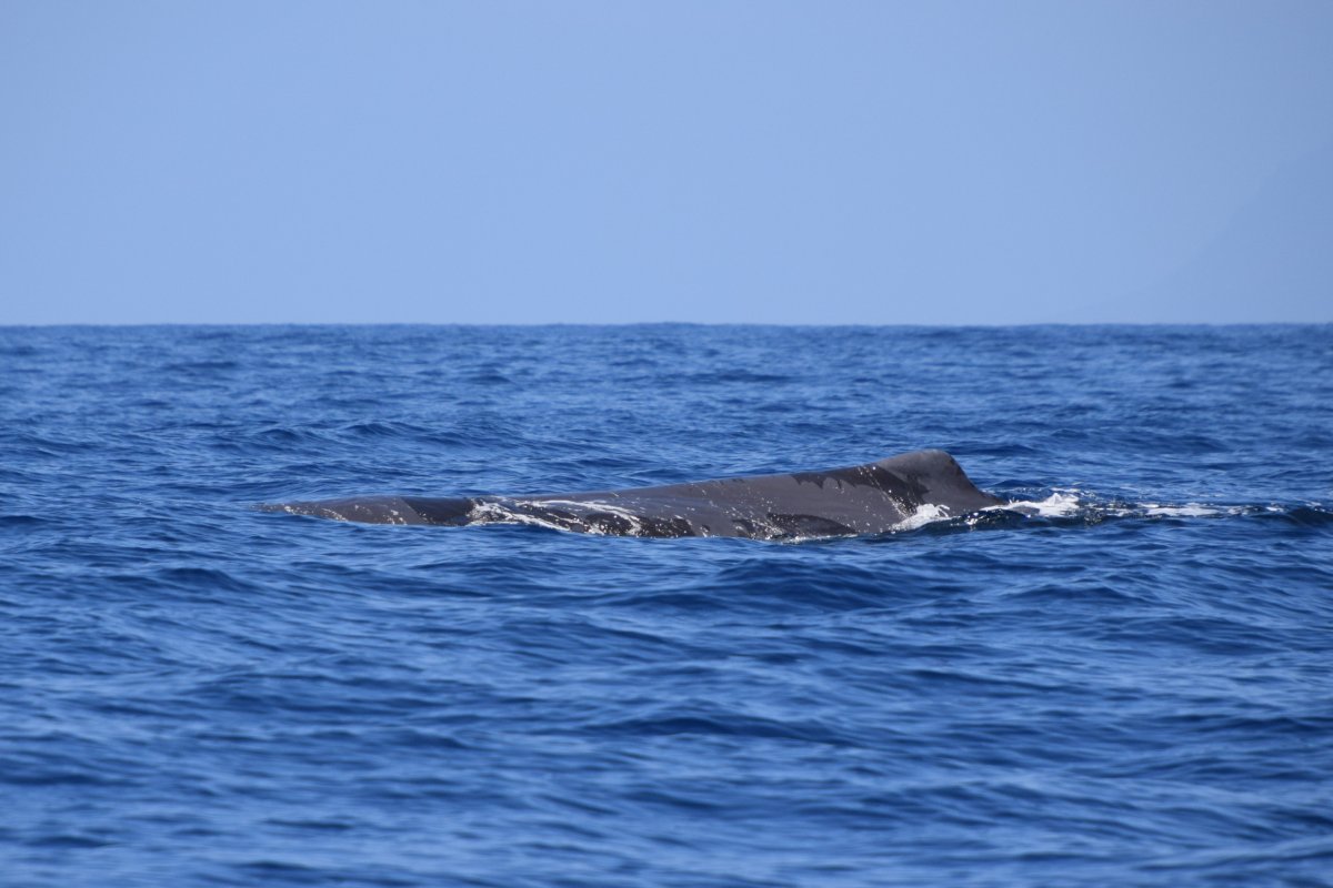 Sperm whale