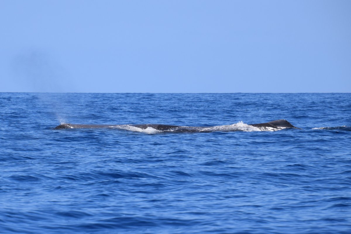 Sperm whale