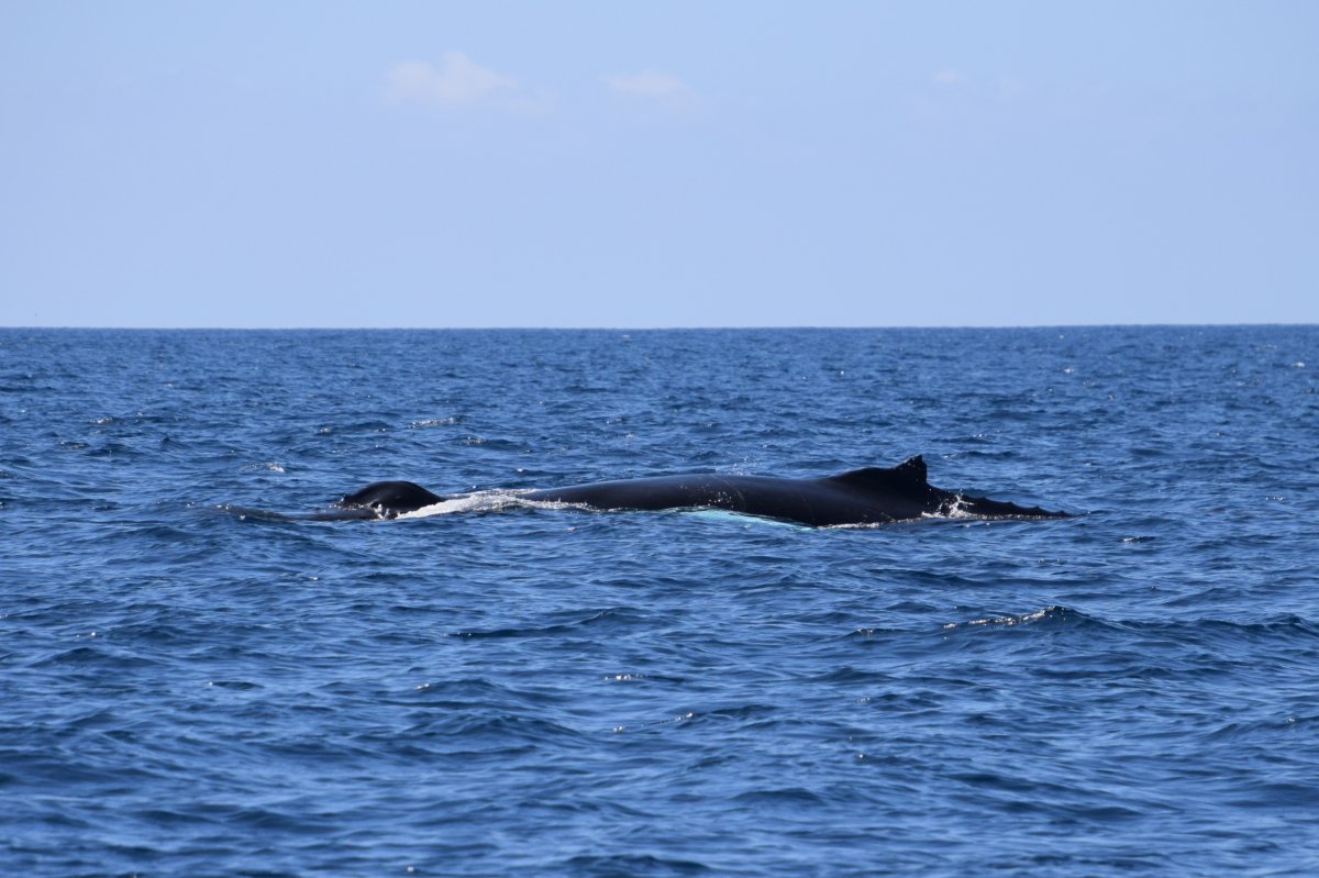  Humpback Whale 