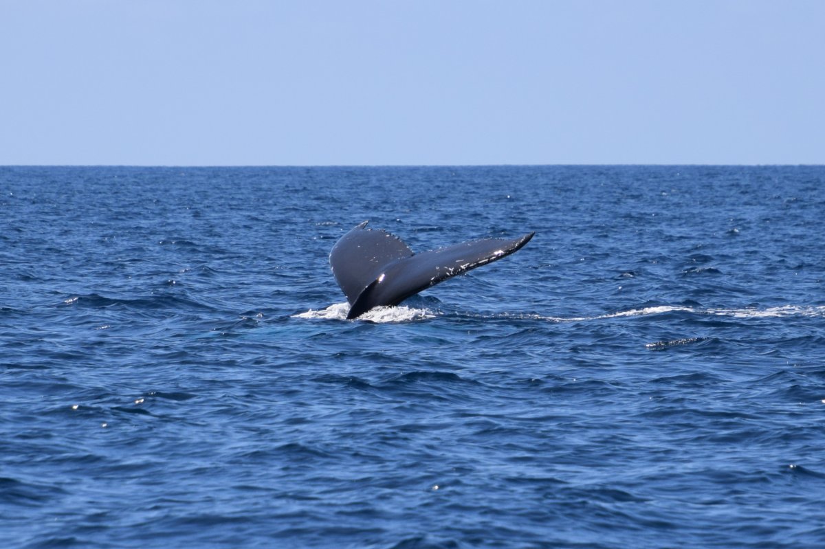 Humpback Whale