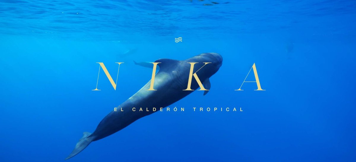  Nika, the Pilot Whale 