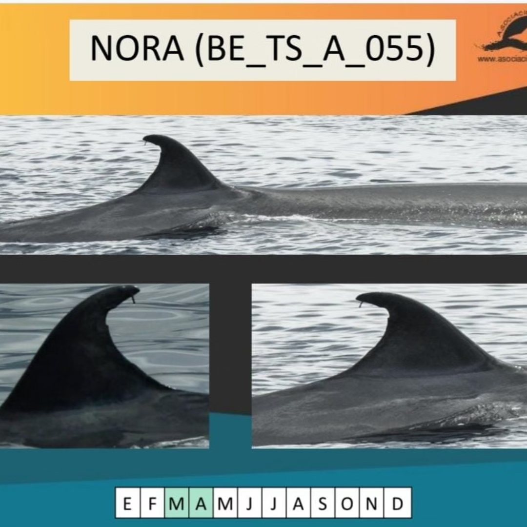 I introduce you to Nora.