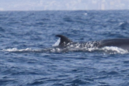 Enlarged photo of Nora